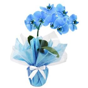 thumb-orquidea-azul-plantada-blue-royal-0