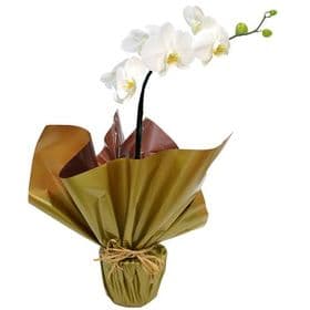 thumb-orquidea-phalaenopsis-branca-natural-0