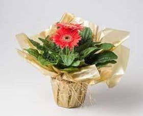 thumb-vaso-de-gerbera-plantada-0