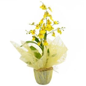 thumb-vaso-de-orquidea-chuva-de-ouro-para-presente-0