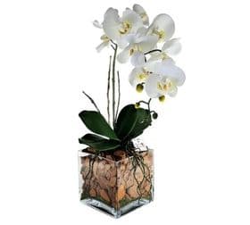 thumb-mini-orquidea-natural-no-vidro-com-cascas-de-arvore-0