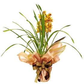 thumb-orquidea-cymbidium-0