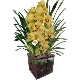 thumb-orquidea-cymbidium-no-vidro-0